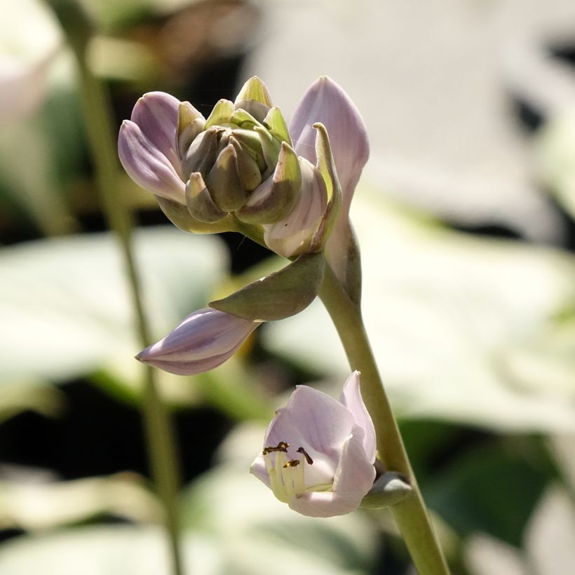 Hosta Goldbrook Glimmer (Flowering)