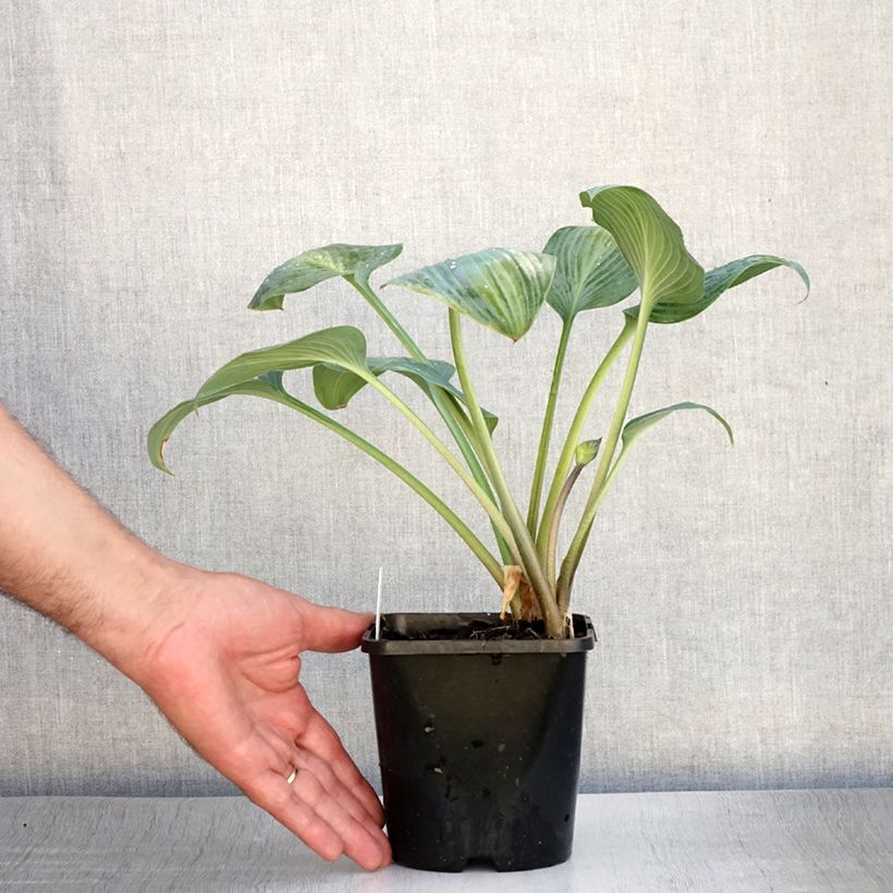 Hosta Goldbrook Glimmer 1.5L/2L pot sample as delivered in summer