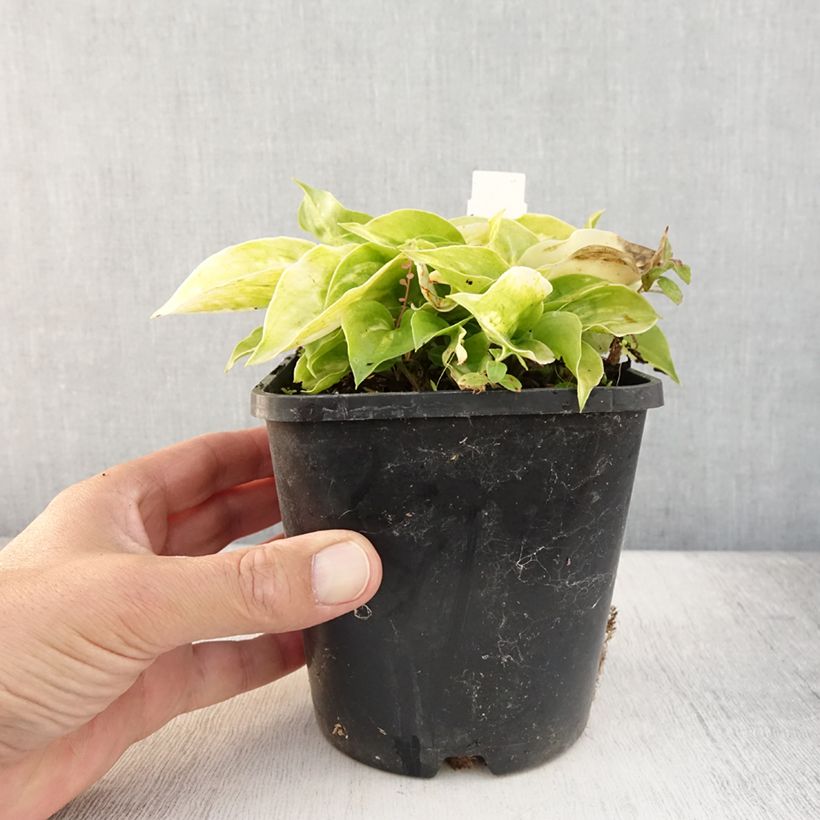 Hosta Golden Needles 1.5L/2L pot sample as delivered in summer