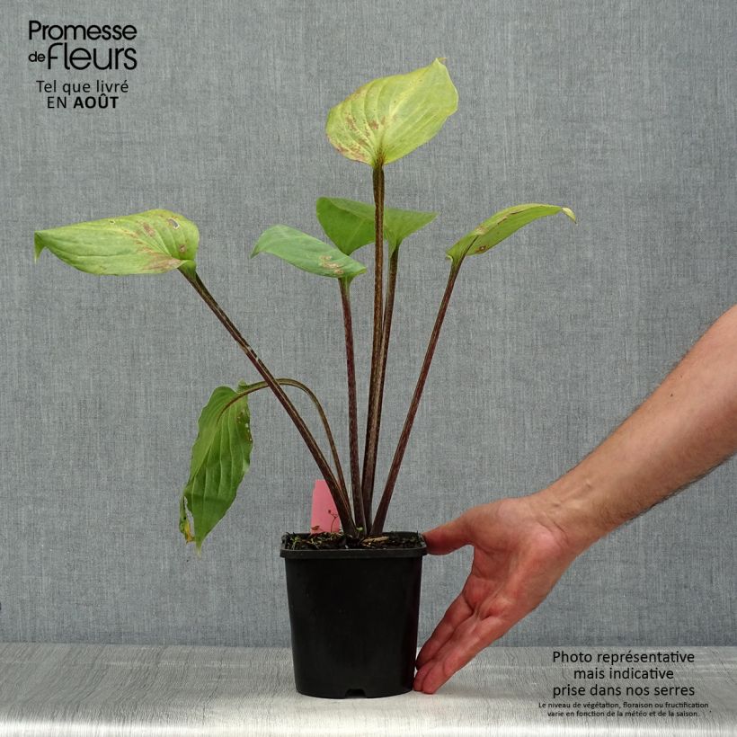Hosta Gooseberry Sundae 1.5L/2L pot sample as delivered in summer