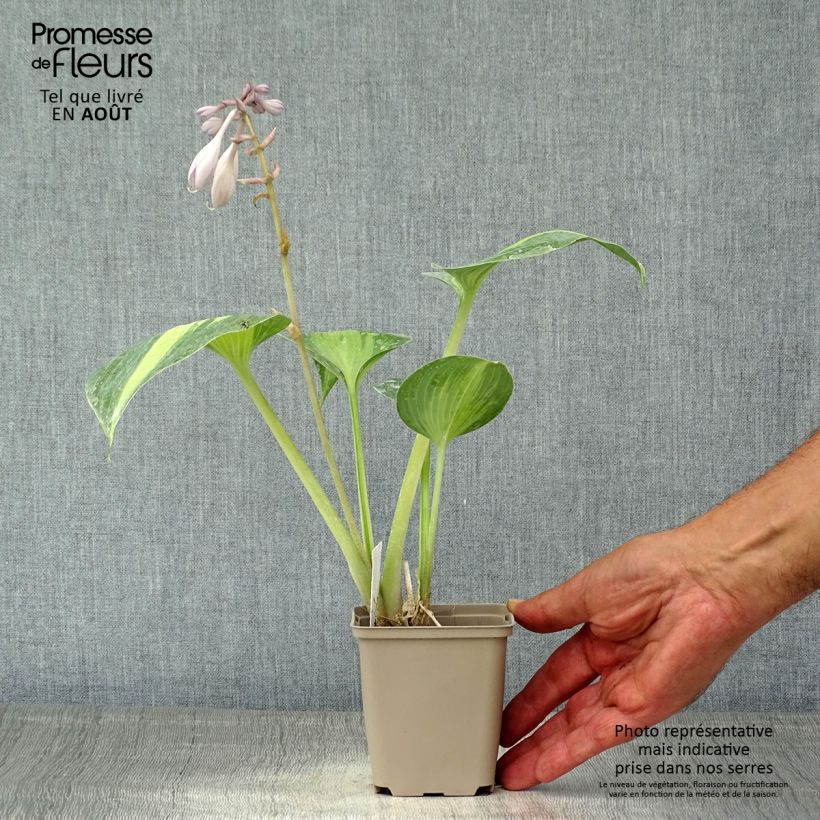 Hosta Grand Marquee 8/9 cm pot sample as delivered in summer