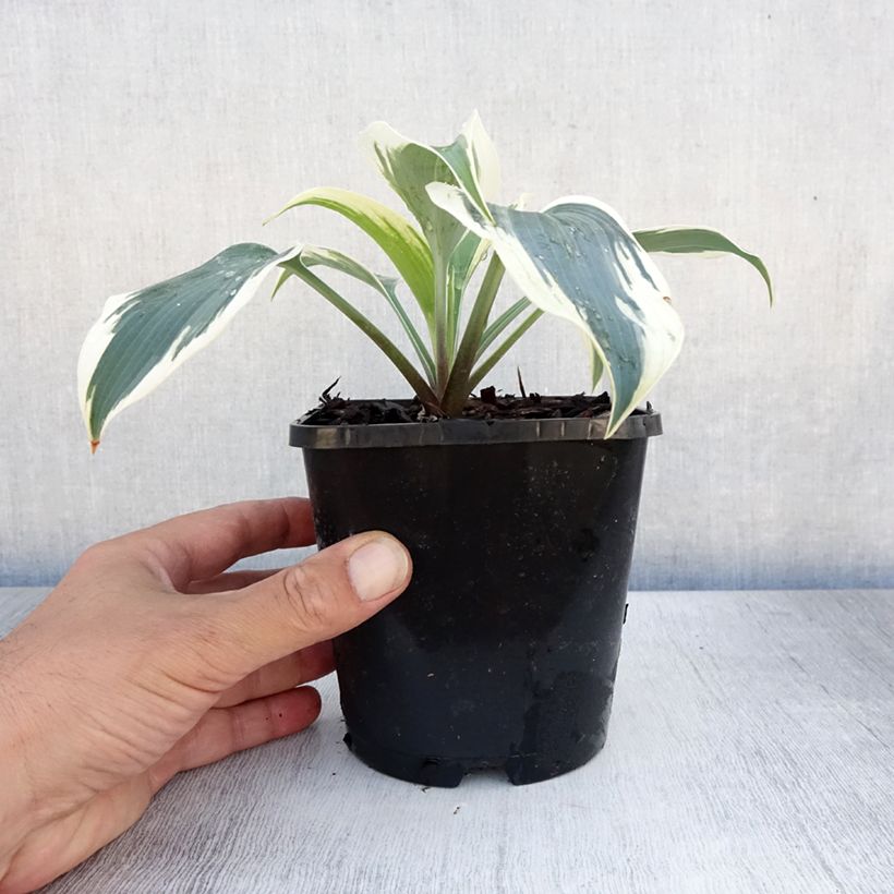 Hosta Great Escape 1.5L/2L pot sample as delivered in summer