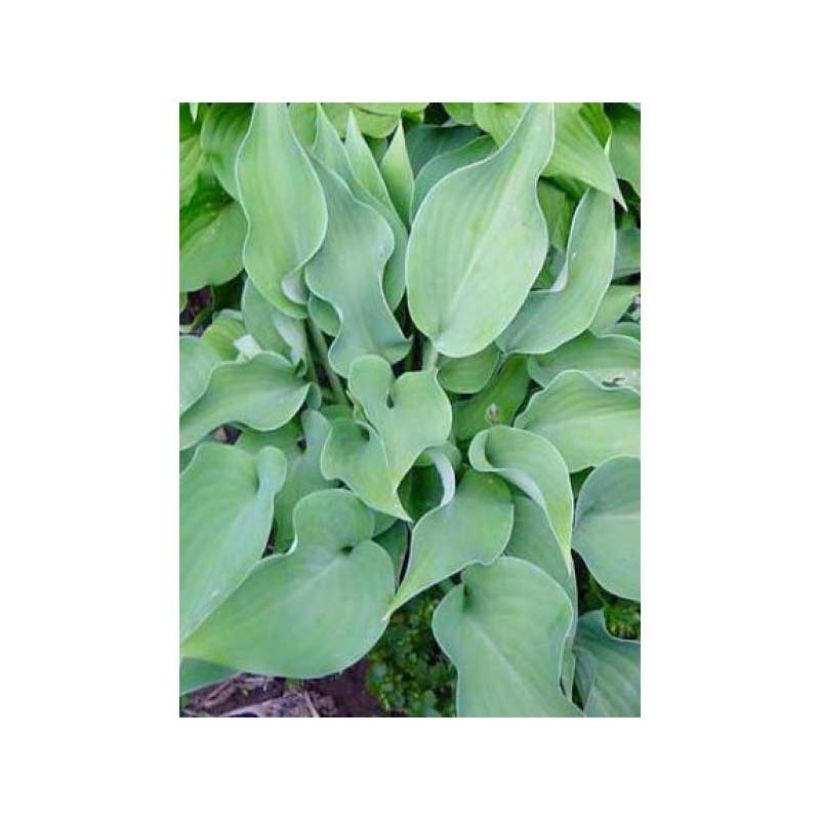 Hosta Grey Beauty (Foliage)