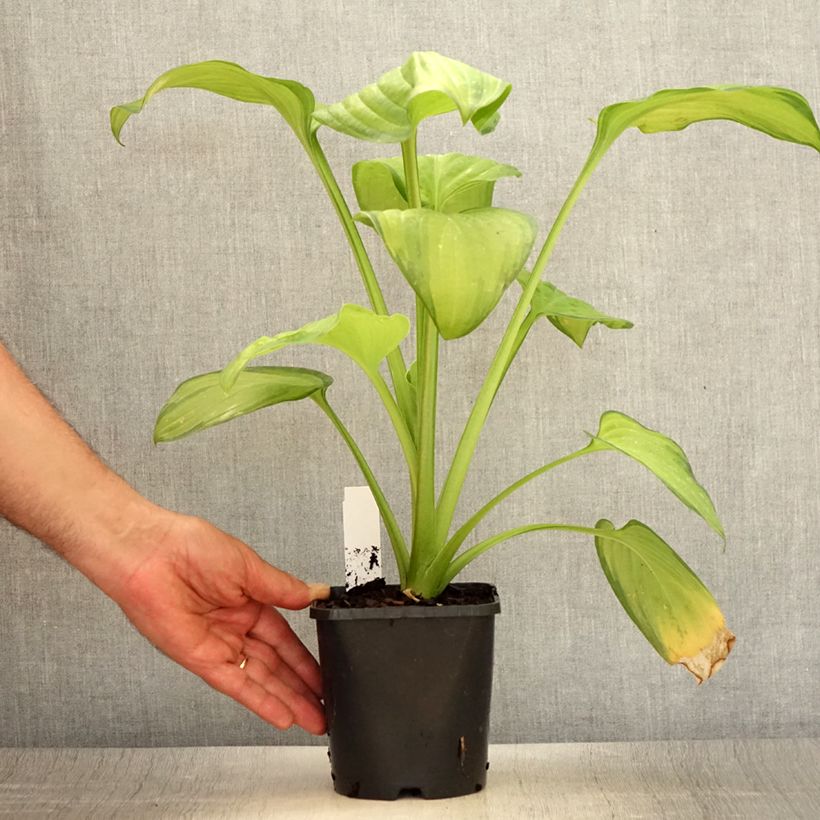 Hosta Guacamole 1.5L/2L pot sample as delivered in summer