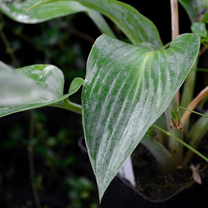 Hosta tardiana Halcyon - Blue Hosta (Foliage)