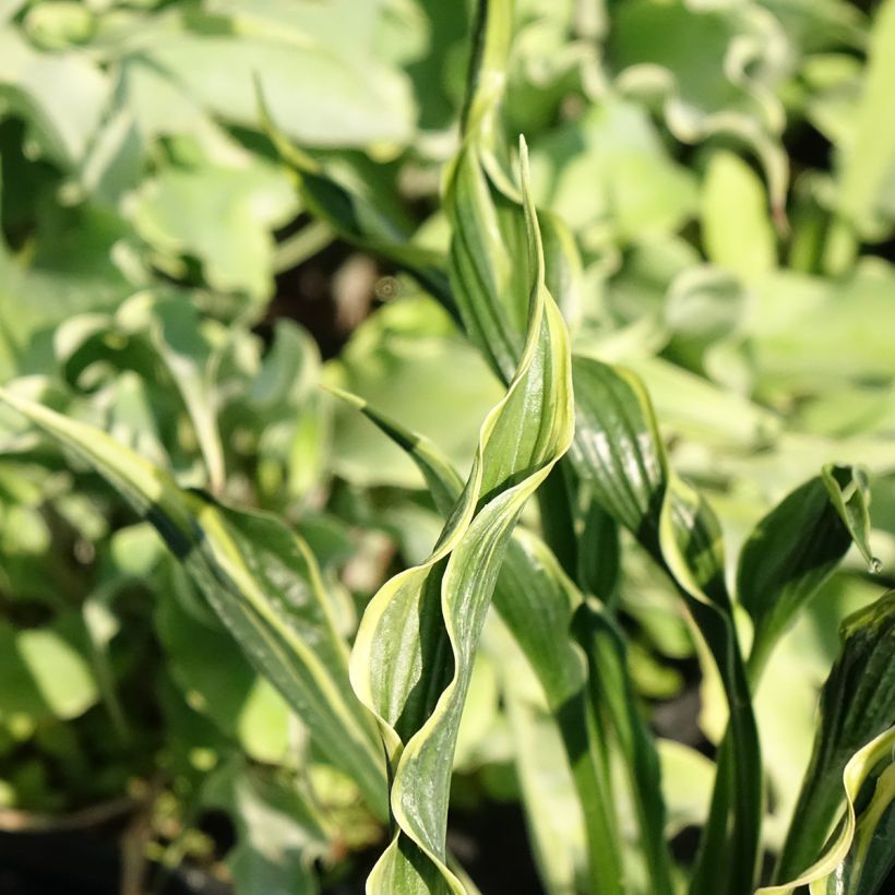 Hosta  Hands Up - Plantain Lily (Foliage)