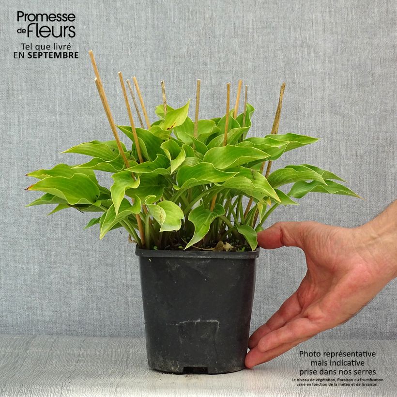 Hosta Harry Van Trier 1.5L/2L pot sample as delivered in summer