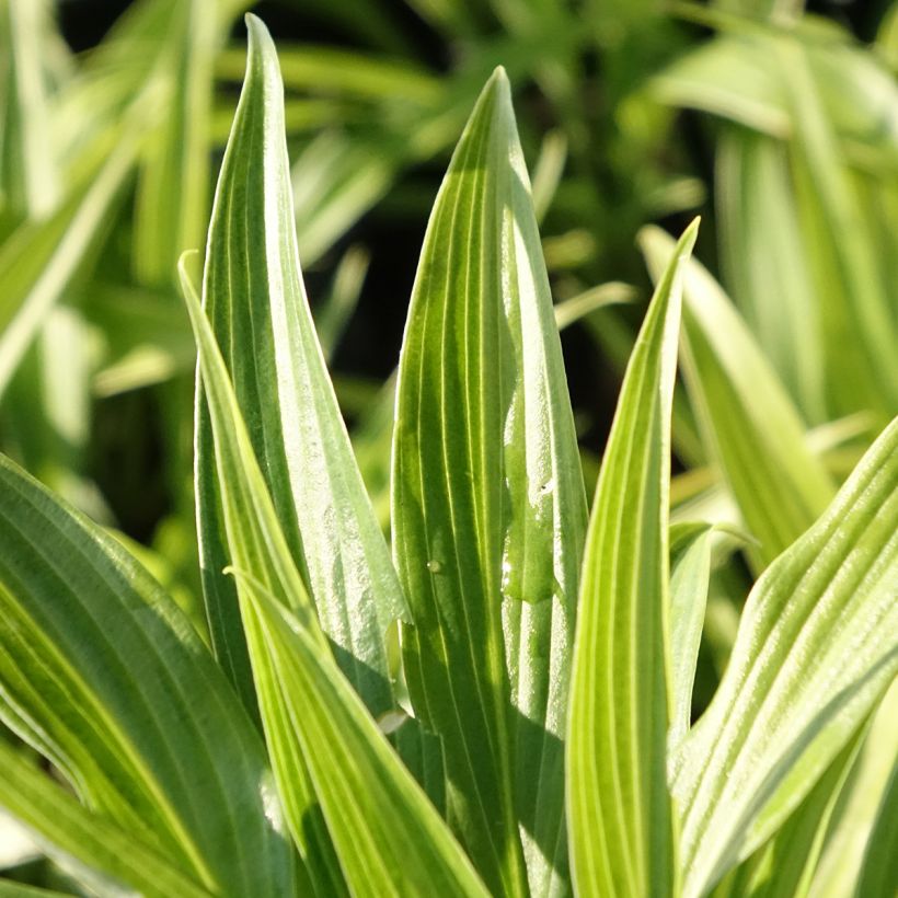Hosta Hyuga Urajiro (Foliage)