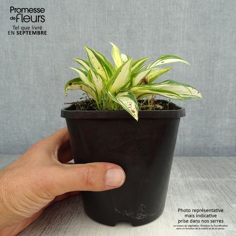 Hosta tardiana June Fever 1.5L/2L pot sample as delivered in summer