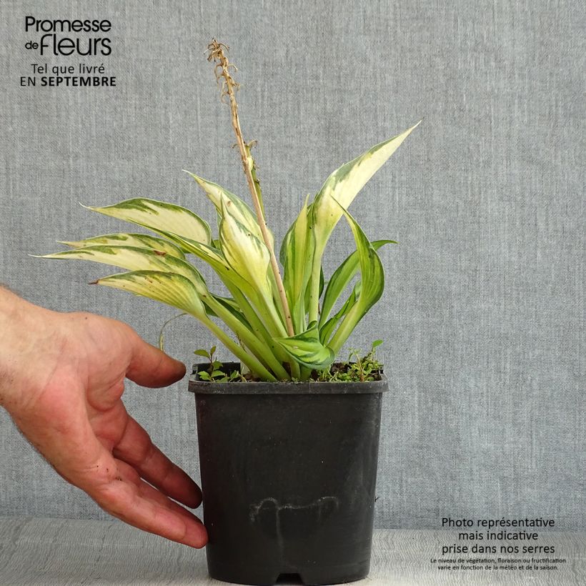 Hosta Justine 1.5L/2L pot sample as delivered in summer