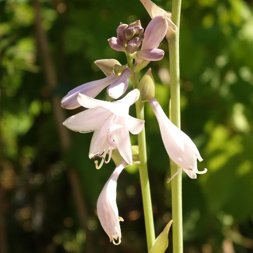 Hosta Ki Ren Jyaku (Flowering)