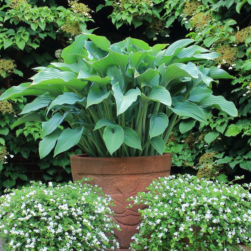 Hosta Krossa Regal (Plant habit)