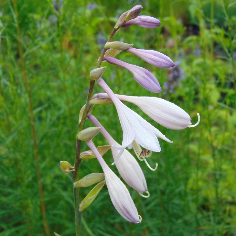 Hosta Krossa Regal (Flowering)