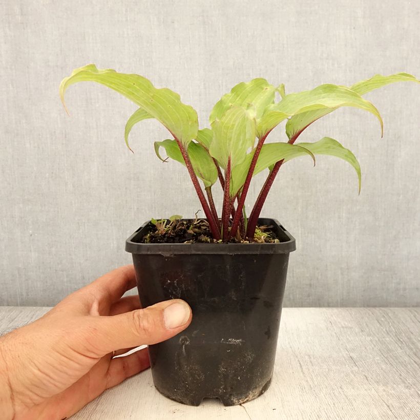 Hosta Lady in Red 1.5L/2L pot sample as delivered in summer