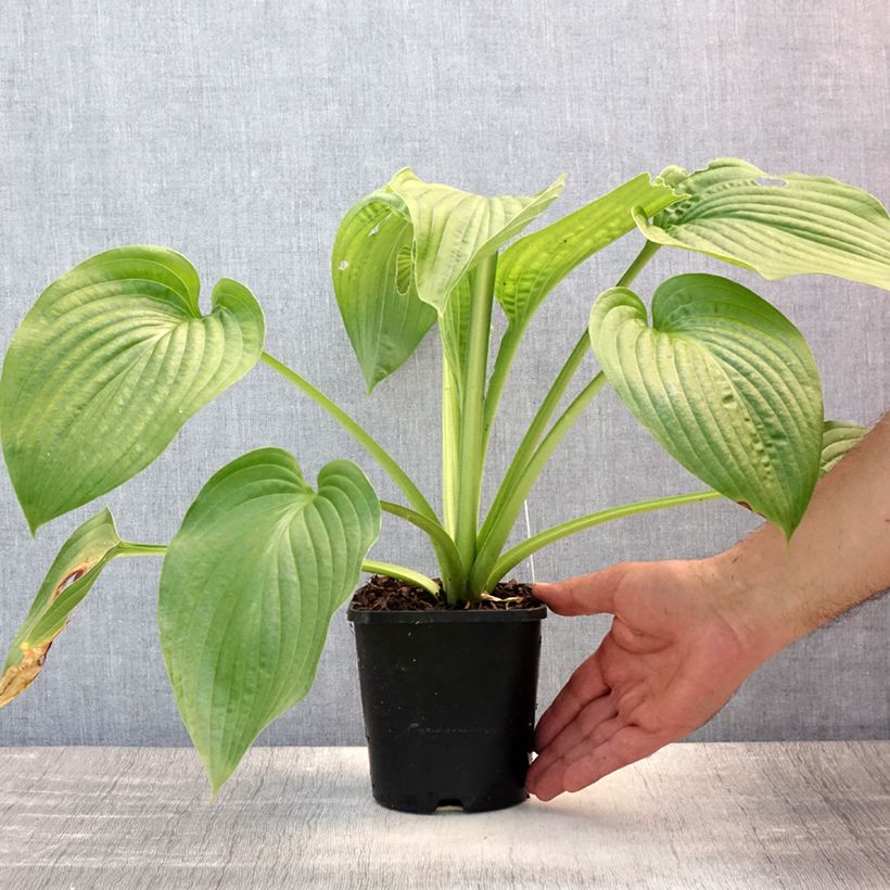 Hosta Lakeside Maverick 1.5L/2L pot sample as delivered in summer