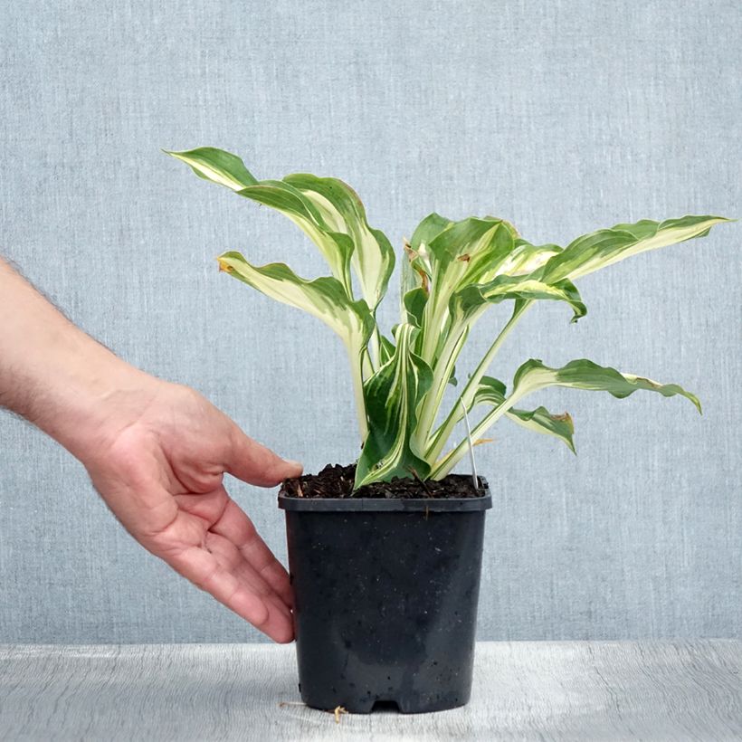 Hosta Lakeside Paisley Print 1.5L/2L pot sample as delivered in summer