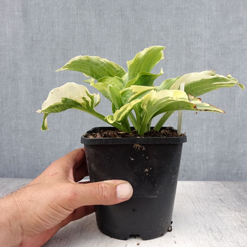 Hosta Lakeside Prophecy Fulfilled 1.5L/2L pot sample as delivered in summer