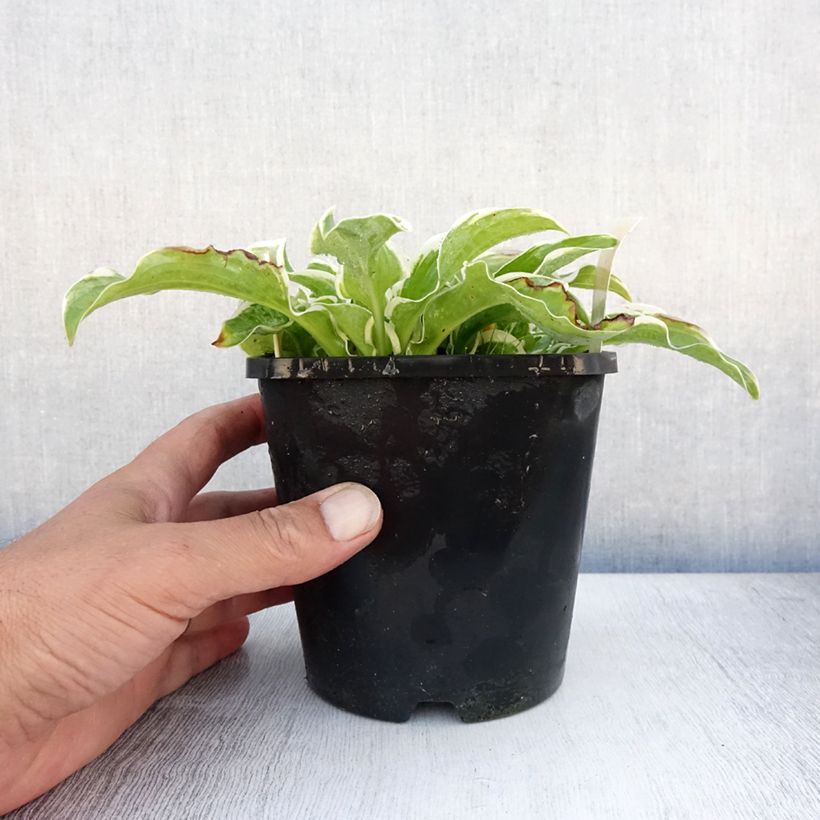 Hosta Lets Twist Again 1.5L/2L pot sample as delivered in summer