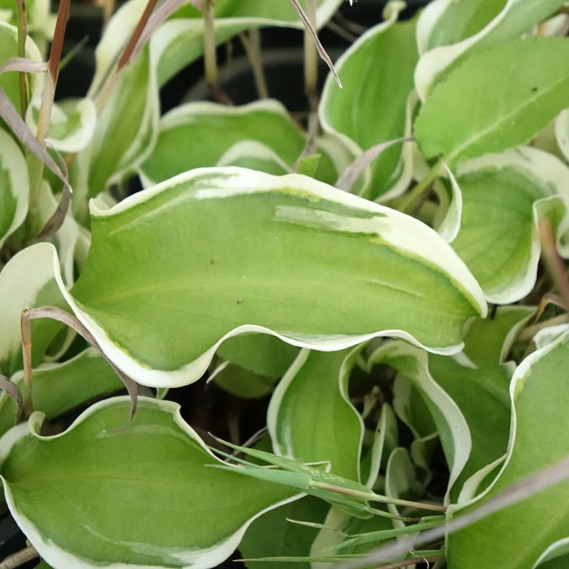 Hosta Lets Twist Again (Foliage)