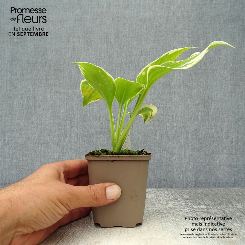 Hosta Liberty 8/9 cm pot sample as delivered in autumn