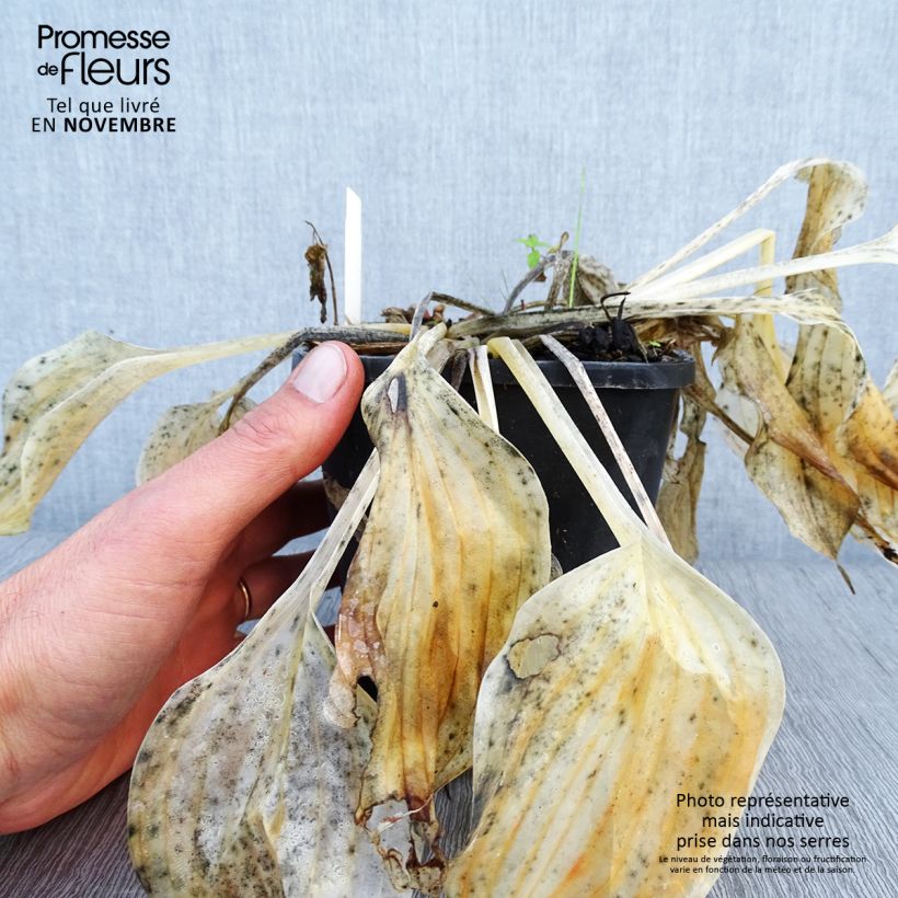 Hosta Liberty 1.5L/2L pot sample as delivered in autumn