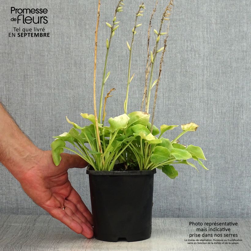 Hosta Limey Lisa 1.5L/2L pot sample as delivered in summer