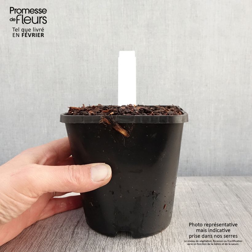 Hosta Lipstick Blonde 1.5L/2L pot sample as delivered in winter