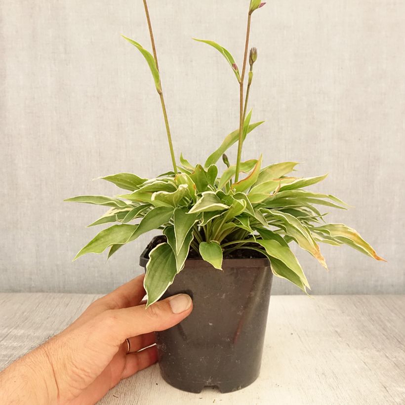 Hosta Little Devil 1.5L/2L pot sample as delivered in summer
