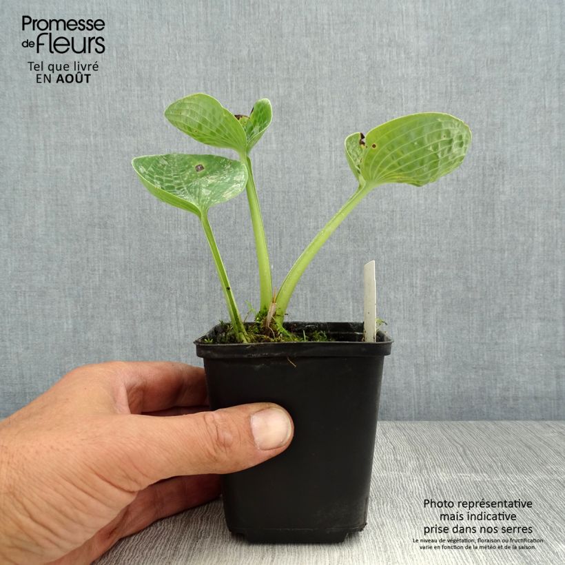 Hosta Love Pat 8/9 cm pot sample as delivered in summer