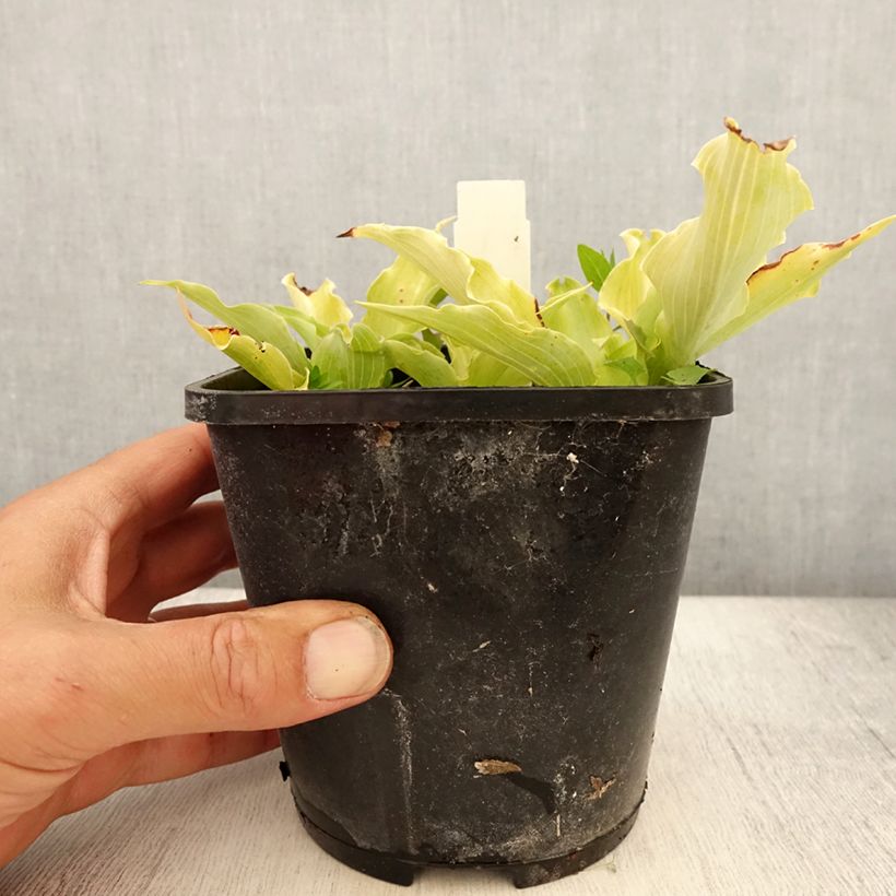 Hosta Marilyn Monroe 1.5L/2L pot sample as delivered in summer