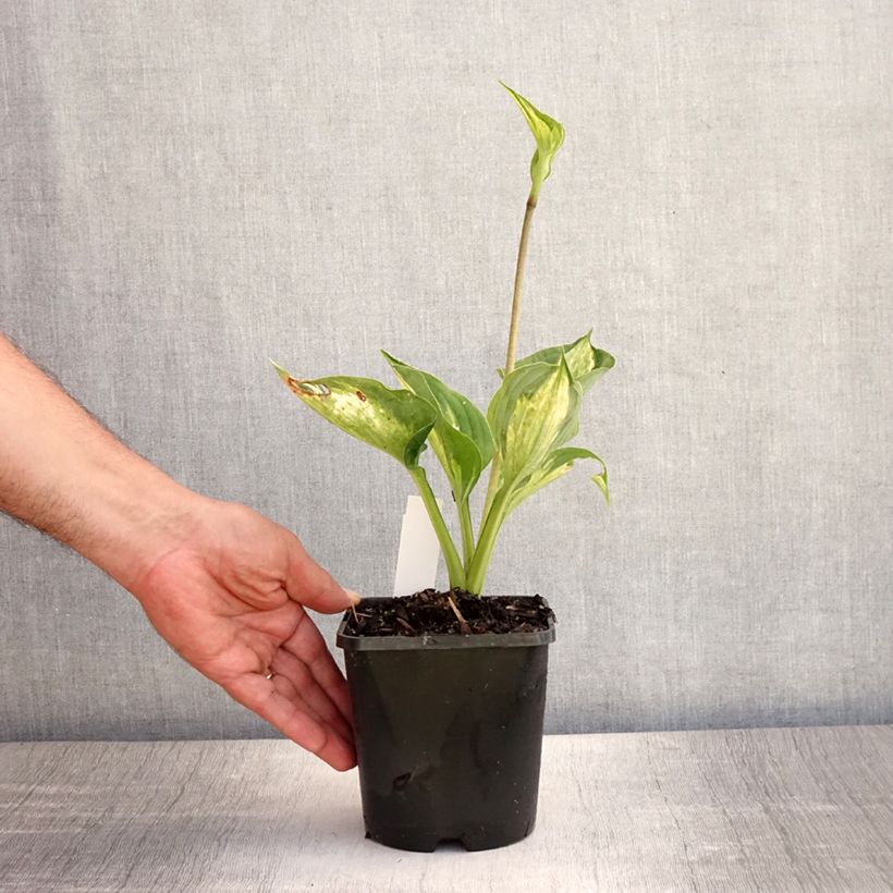 Hosta Midnight at the Oasis 1.5L/2L pot sample as delivered in summer