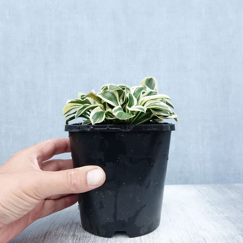 Hosta Mighty Mouse 1.5L/2L pot sample as delivered in summer