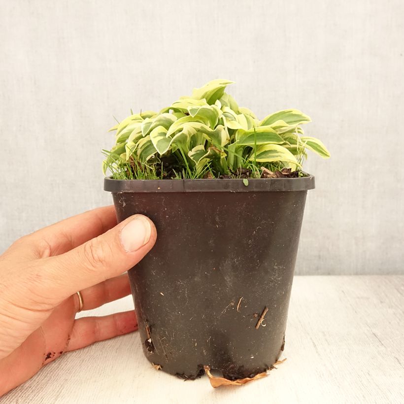 Hosta Mini Skirt 1.5L/2L pot sample as delivered in summer