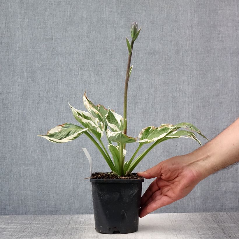 Hosta Minuteman 1.5L/2L pot sample as delivered in summer