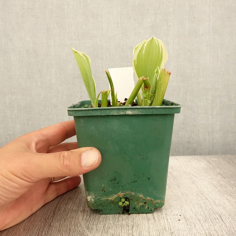 Hosta Moonlight 1L/1.5L pot sample as delivered in summer