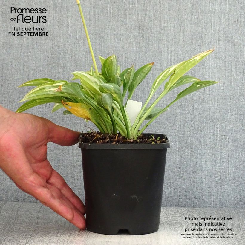 Hosta Moulin Rouge 1.5L/2L pot sample as delivered in summer