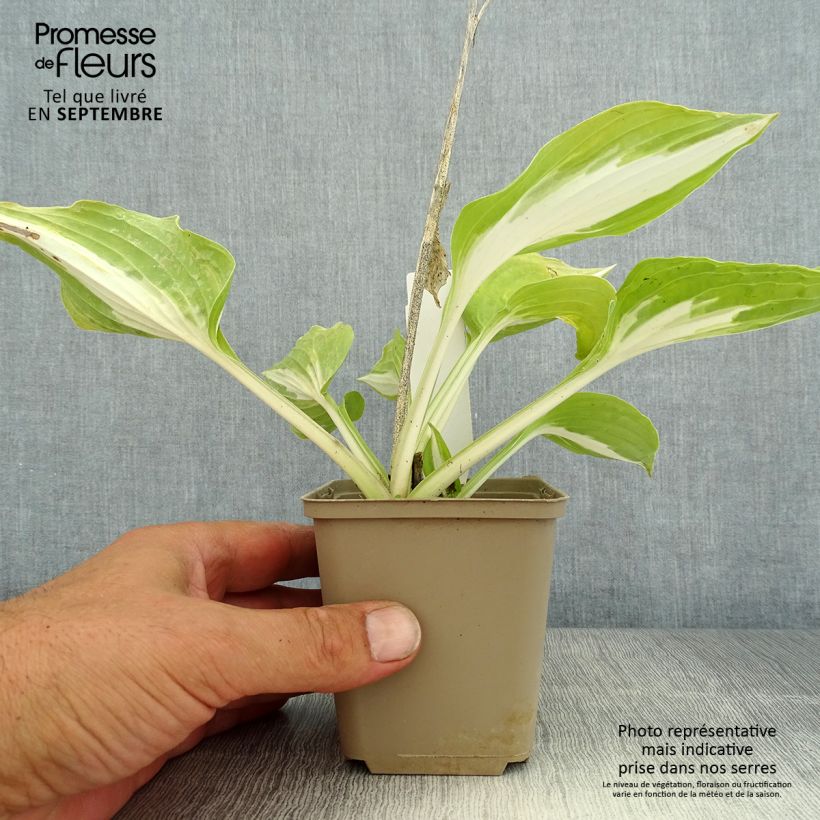 Hosta Night Before Christmas 8/9 cm pot sample as delivered in summer