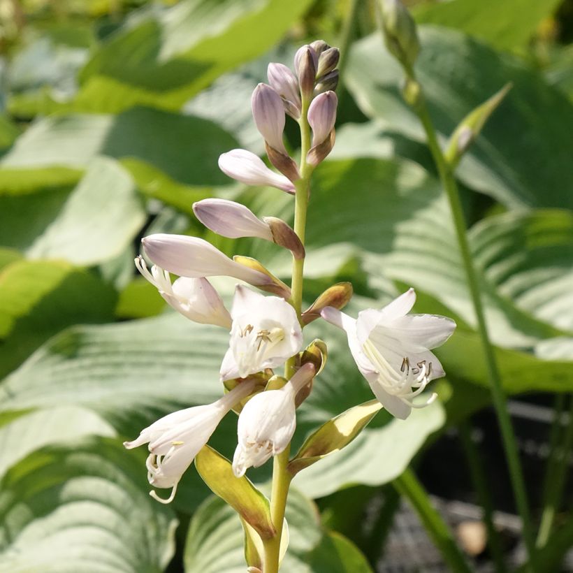 Hosta Orange Marmelade (Flowering)