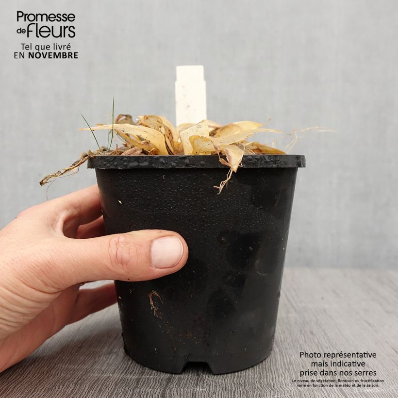 Hosta tardiana Orange Star 1.5L/2L pot sample as delivered in autumn
