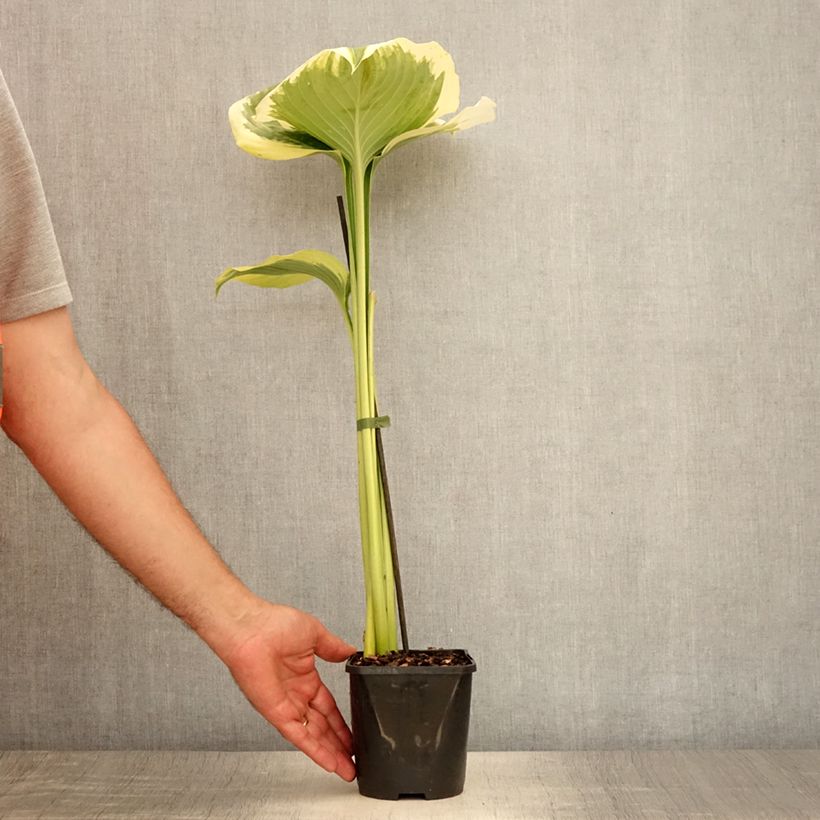 Hosta Orions Belt 1.5L/2L pot sample as delivered in summer