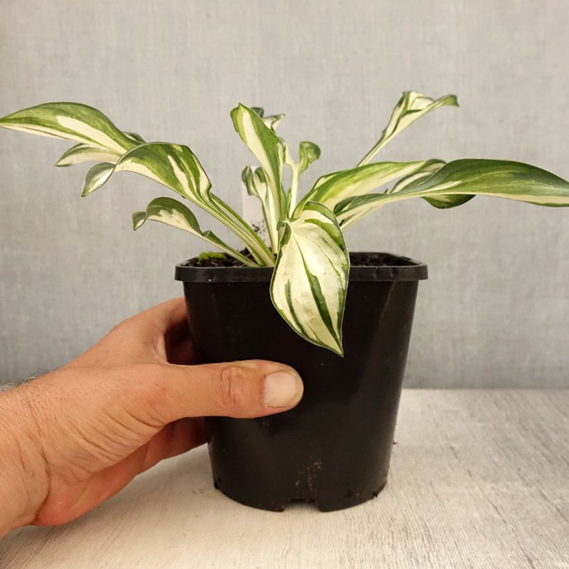 Hosta Fireworks 1.5L/2L pot sample as delivered in summer