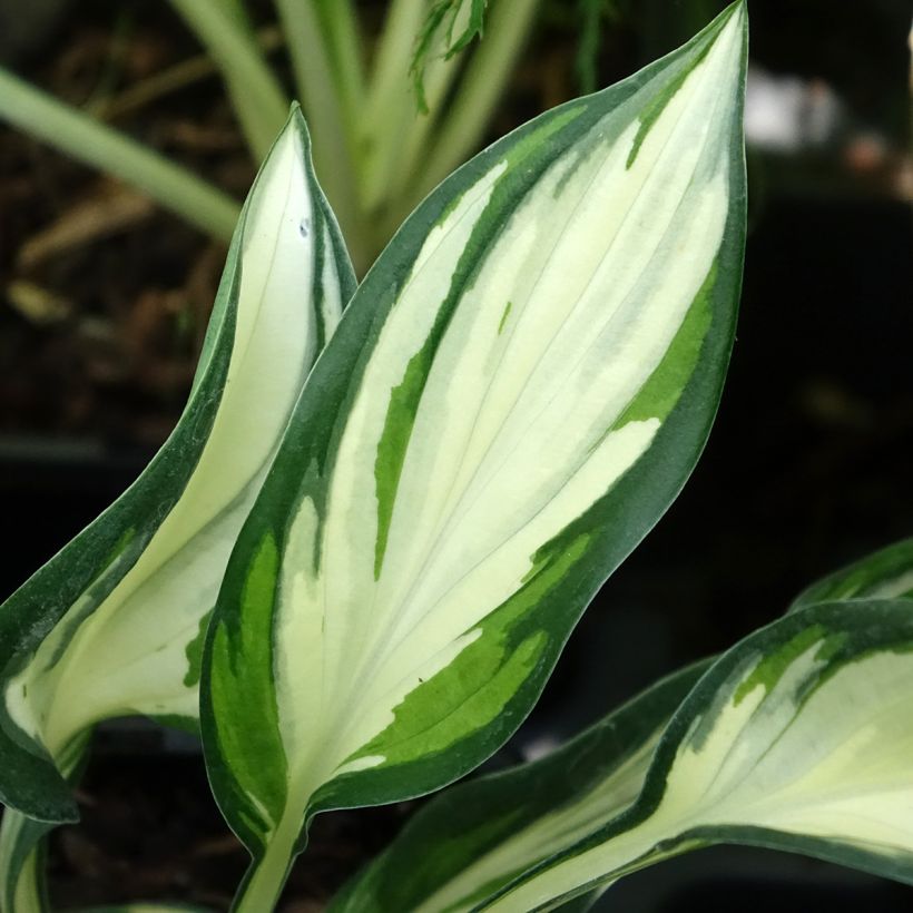 Hosta Fireworks (Foliage)