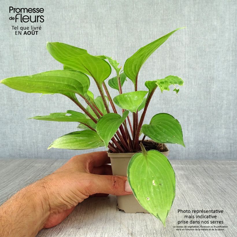 Hosta Paradise Island 8/9 cm pot sample as delivered in summer
