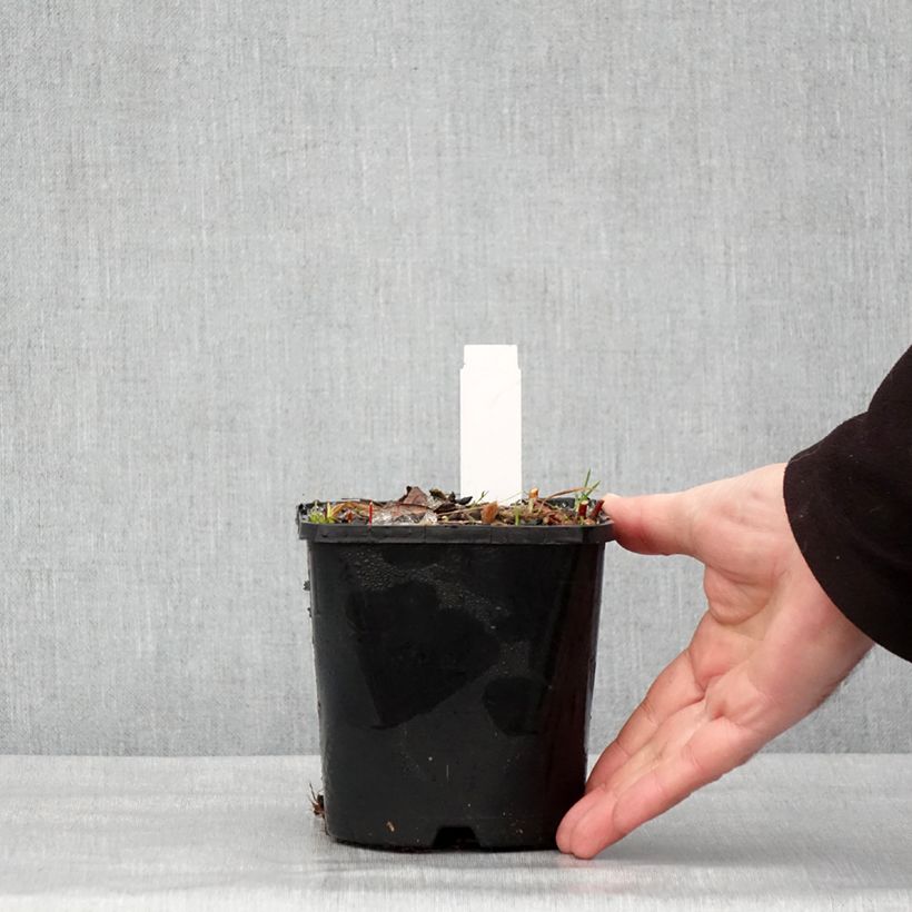 Hosta Paradise Island 1.5L/2L pot sample as delivered in winter
