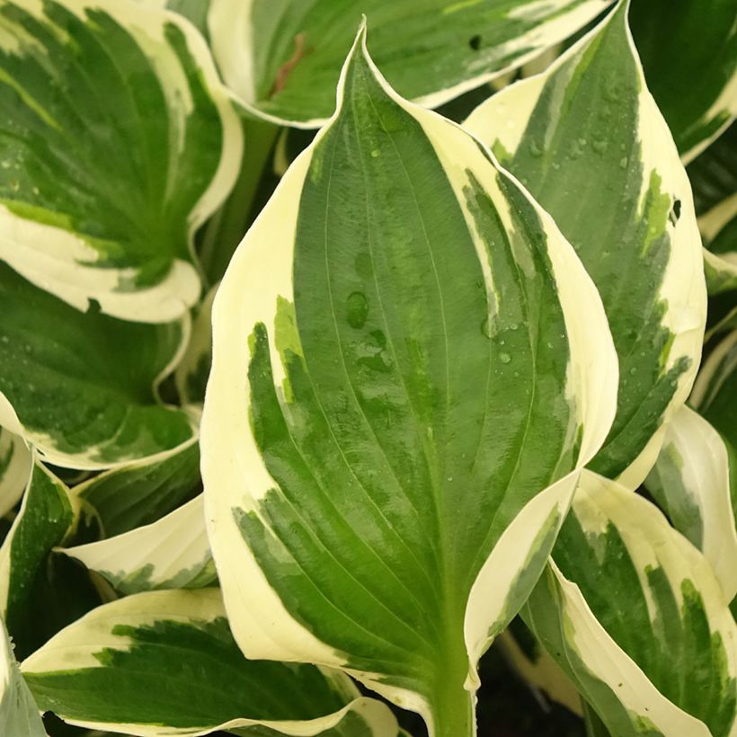 Hosta fortunei Patriots Fire (Foliage)