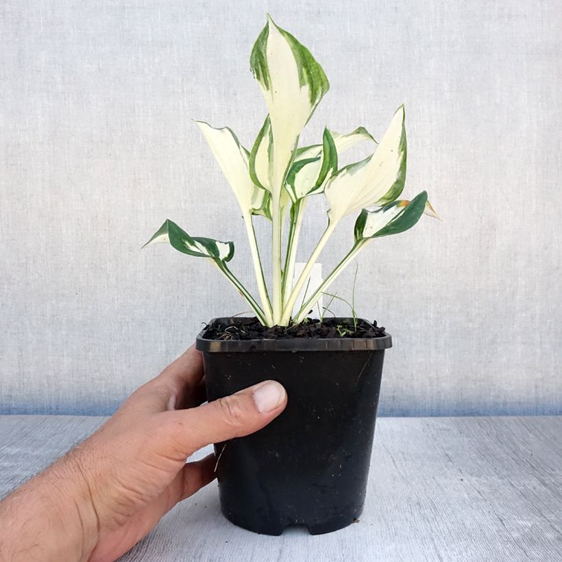 Hosta Paul Revere 1.5L/2L pot sample as delivered in summer