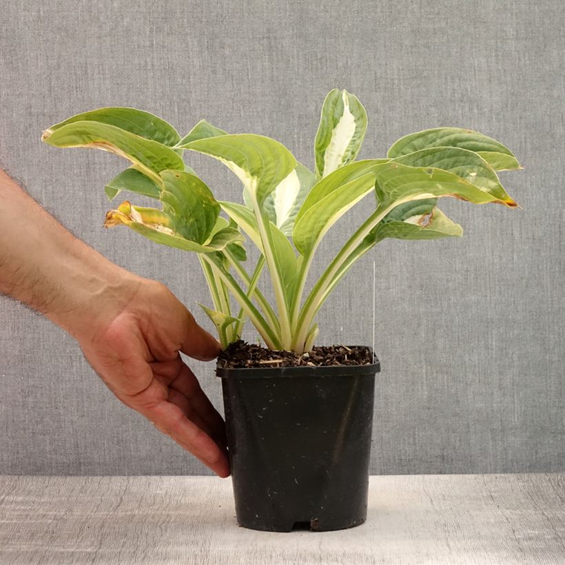 Hosta Pin Up 1.5L/2L pot sample as delivered in summer