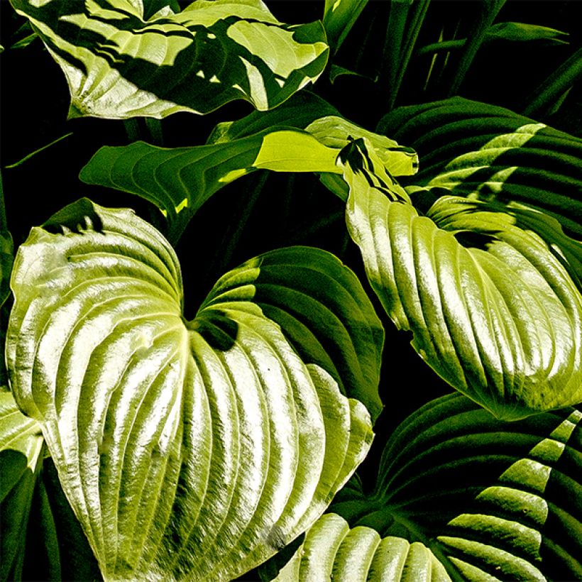 Hosta plantaginea grandiflora (Foliage)
