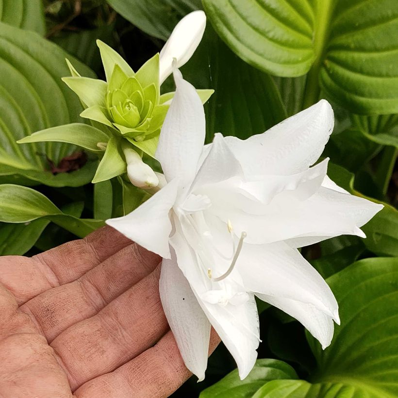 Hosta plantaginea Venus (Flowering)