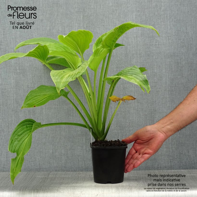 Hosta plantaginea Venus 1.5L/2L pot sample as delivered in summer